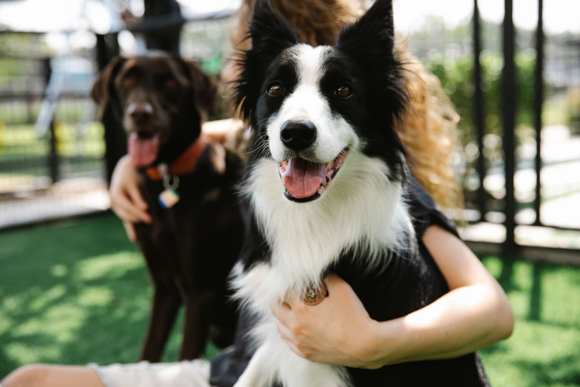 A border collie held by its owner at a dog daycare, with another dog in the background